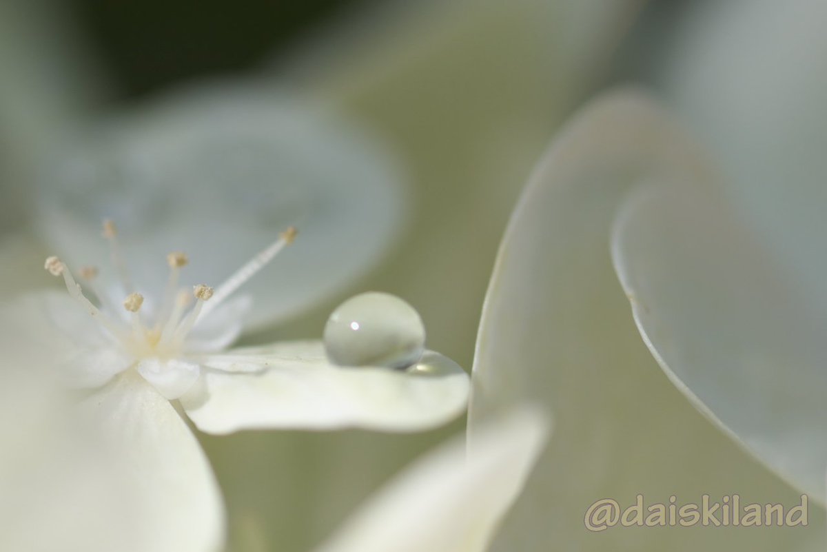 つぶらな瞳で
逃げ惑う

バンビな君を
追い詰めて

奪うくちびる
震えてる

暴れて啼いても
逃がさない

オオカミ男が
連れてく世界は

冬と見まがう
白き果て

#8時
#バンビ