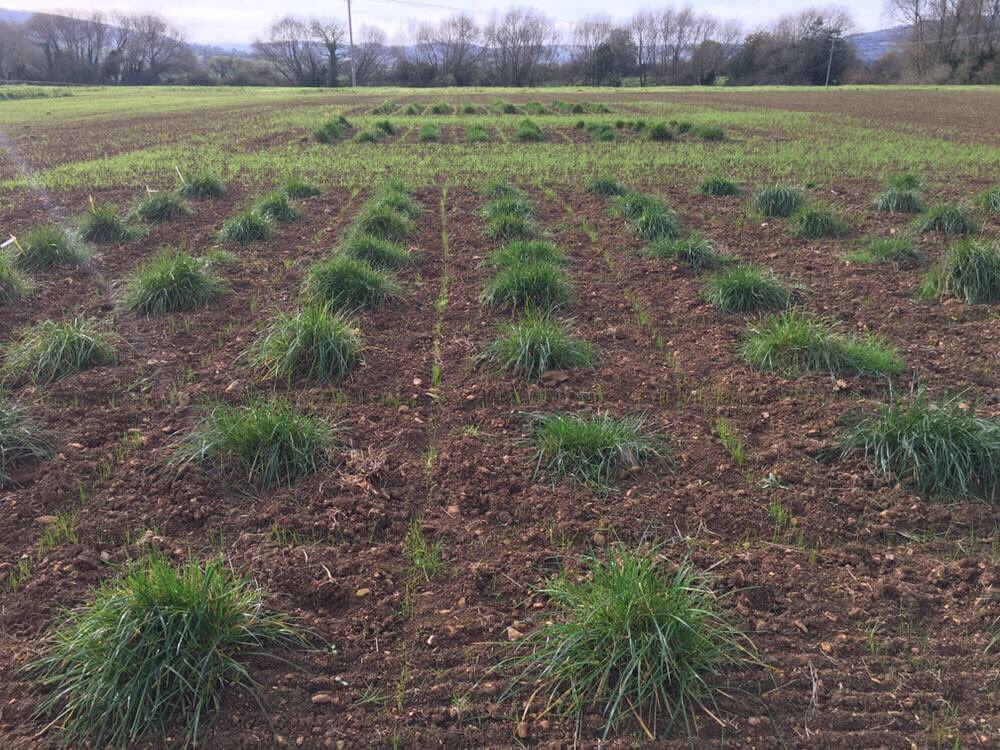 Joanna’s nursery’s looking excellent on this lovely November day #grassbreeding