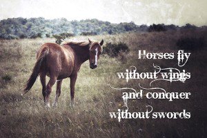 Please donate. Horses make great therapy for veterans. bit.ly/1RH93i8