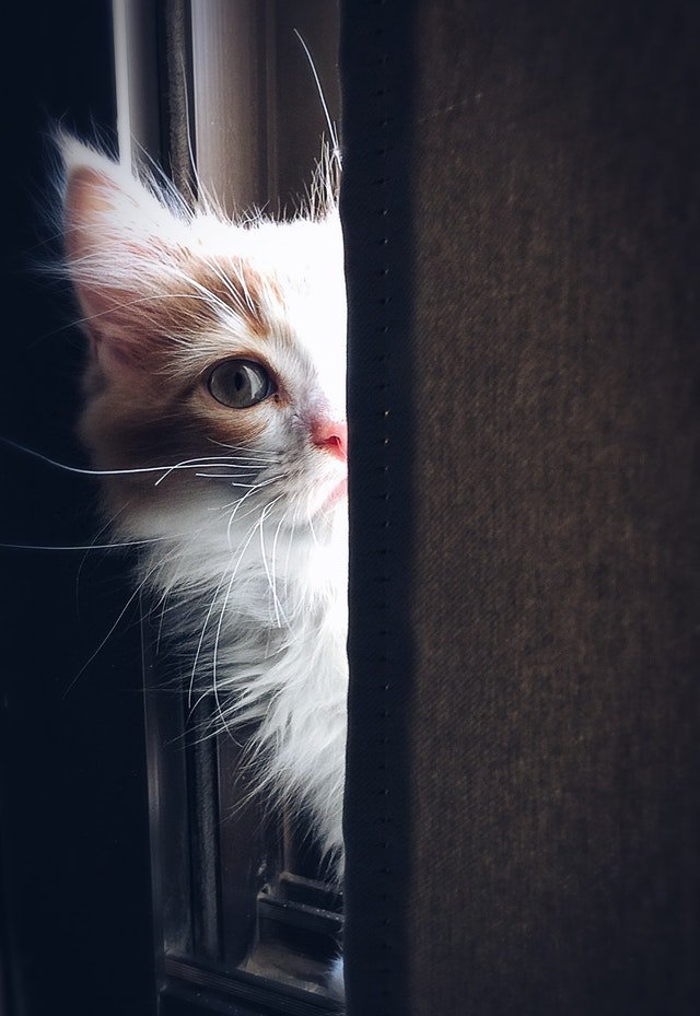 petdeliveryuk's tweet photo. Let’s look at the importance of socialising your #kitten - https://t.co/qWGoYTrGUb - #kittencare #petadvice #catcare #pet 🐈 https://t.co/FoVgcEwgBw