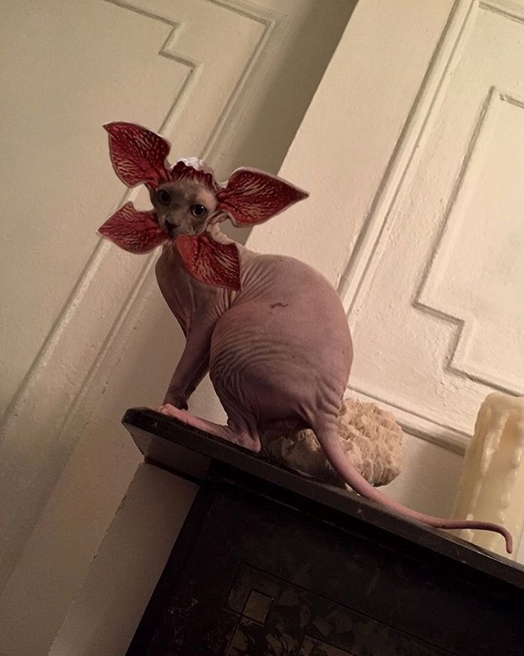 Lee__Corn's tweet photo. Demogorgon Cat. https://t.co/RQBirJjKS0