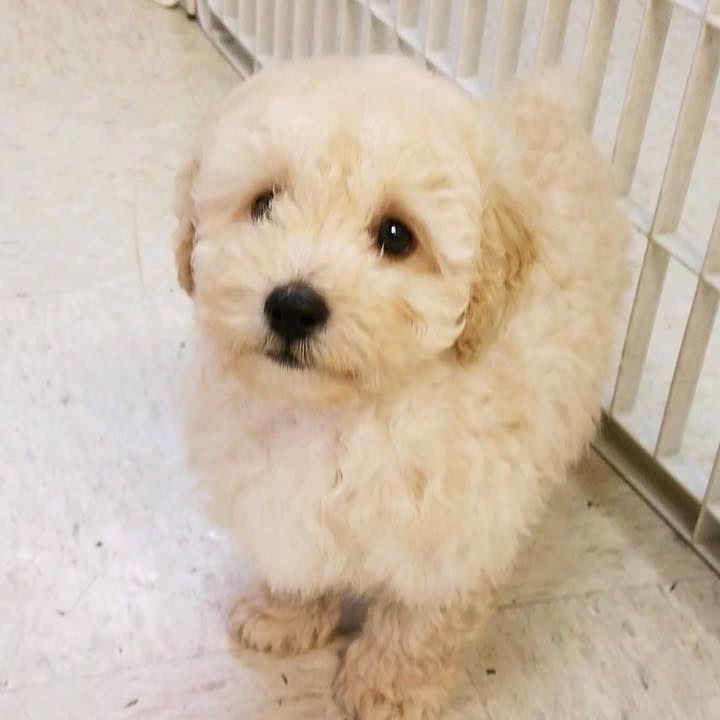 erin_whitee's tweet photo. psa: i got a new dog!!! https://t.co/NWfNP7KYni