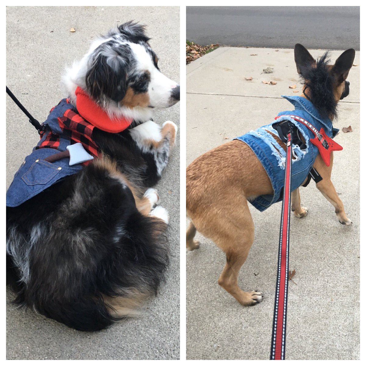 Wally Coop, the lumberjack, &amp; Jack Oxford, the rockstar, enjoyed Halloween 🎃 #DogsInCostumes #lovemyboys