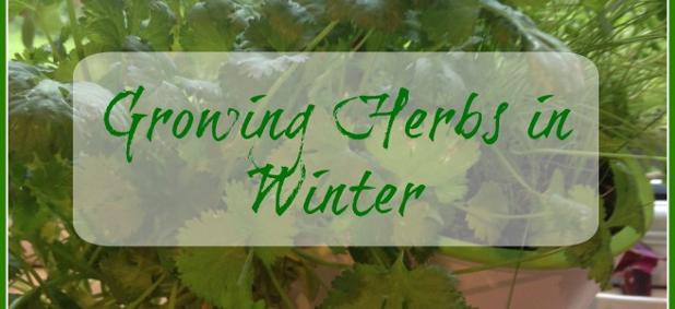 Growing herbs in winter is easy &amp; a fun activity for kids. Great for using in recipes. ow.ly/iCCc305ru7q #growyourown #kids #cooking