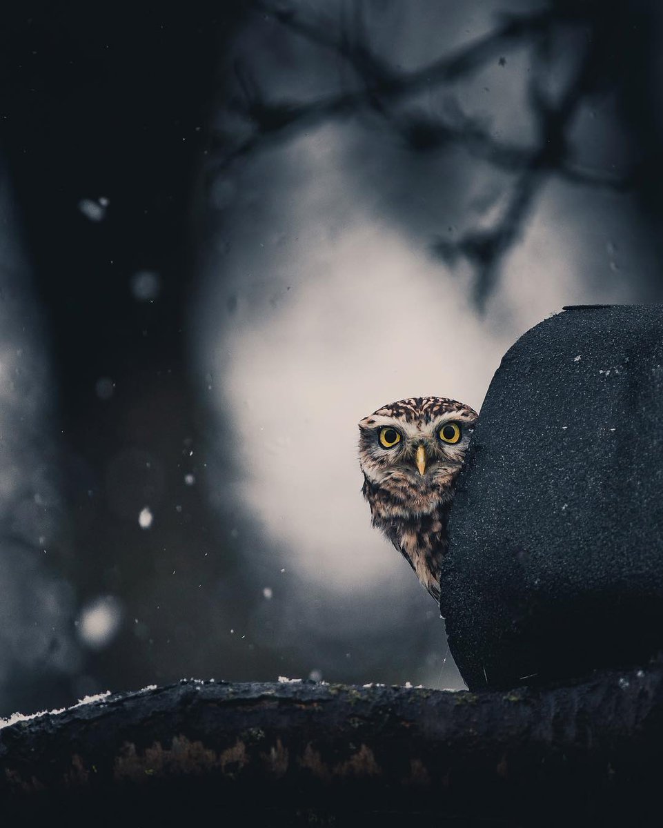 WagliO_O's tweet photo. Little owl ready to face the winter. 

Pic by Konsta Punkka https://t.co/Uy8ja8Hk4h
