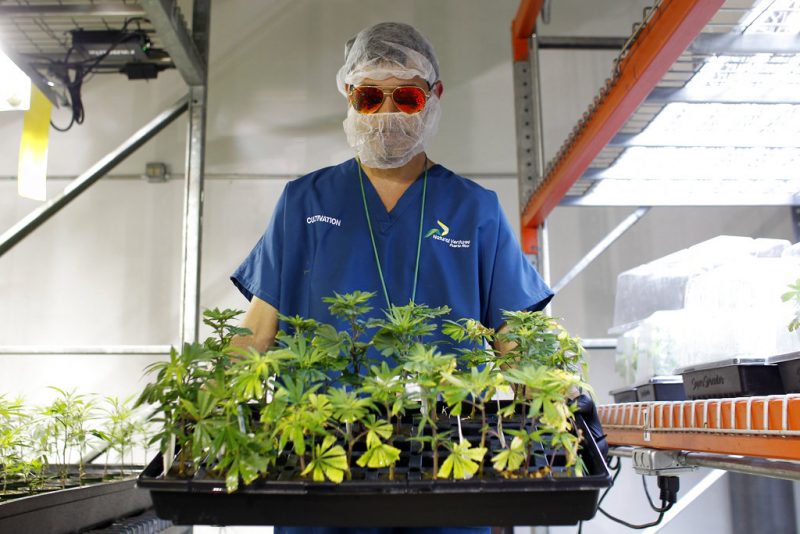 cannabist's tweet photo. LA Times Op-ed: Why aren't we talking about medical marijuana to help the opioid crisis? https://t.co/y7EwIjIdPC https://t.co/BoQdUzoQpI
