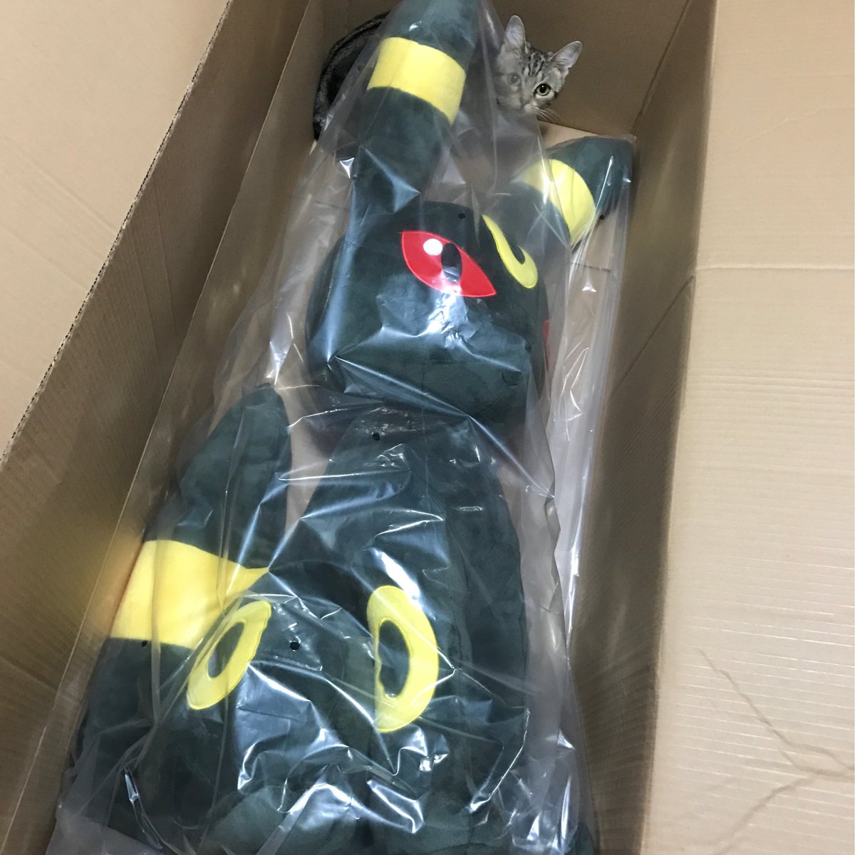 可愛い 等身大のイーブイズぬいぐるみ が思ったよりでかいんだがｗｗｗｗｗ 画像あり