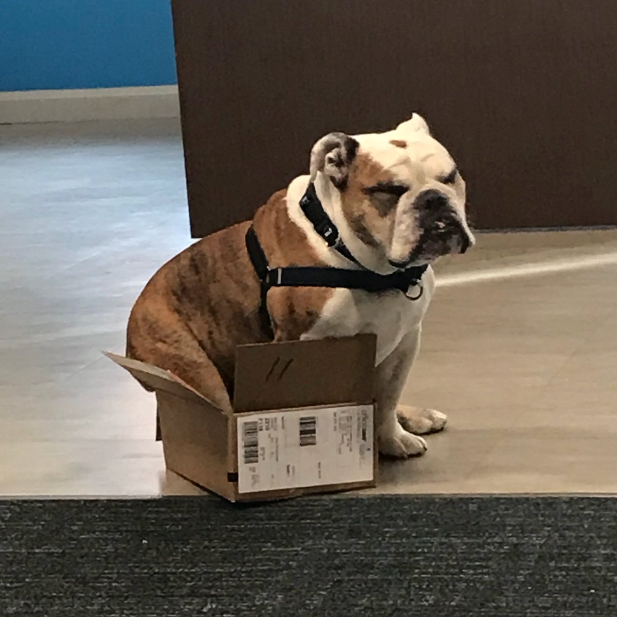 ButlerBlue3's tweet image. If I fits...I sits.