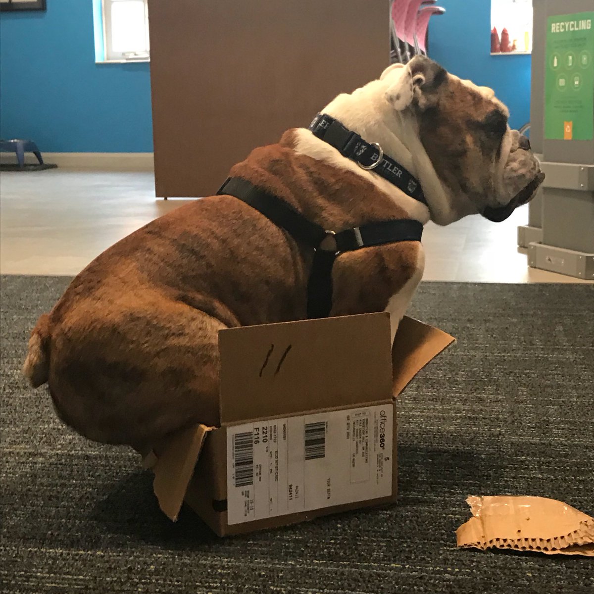 ButlerBlue3's tweet image. If I fits...I sits.