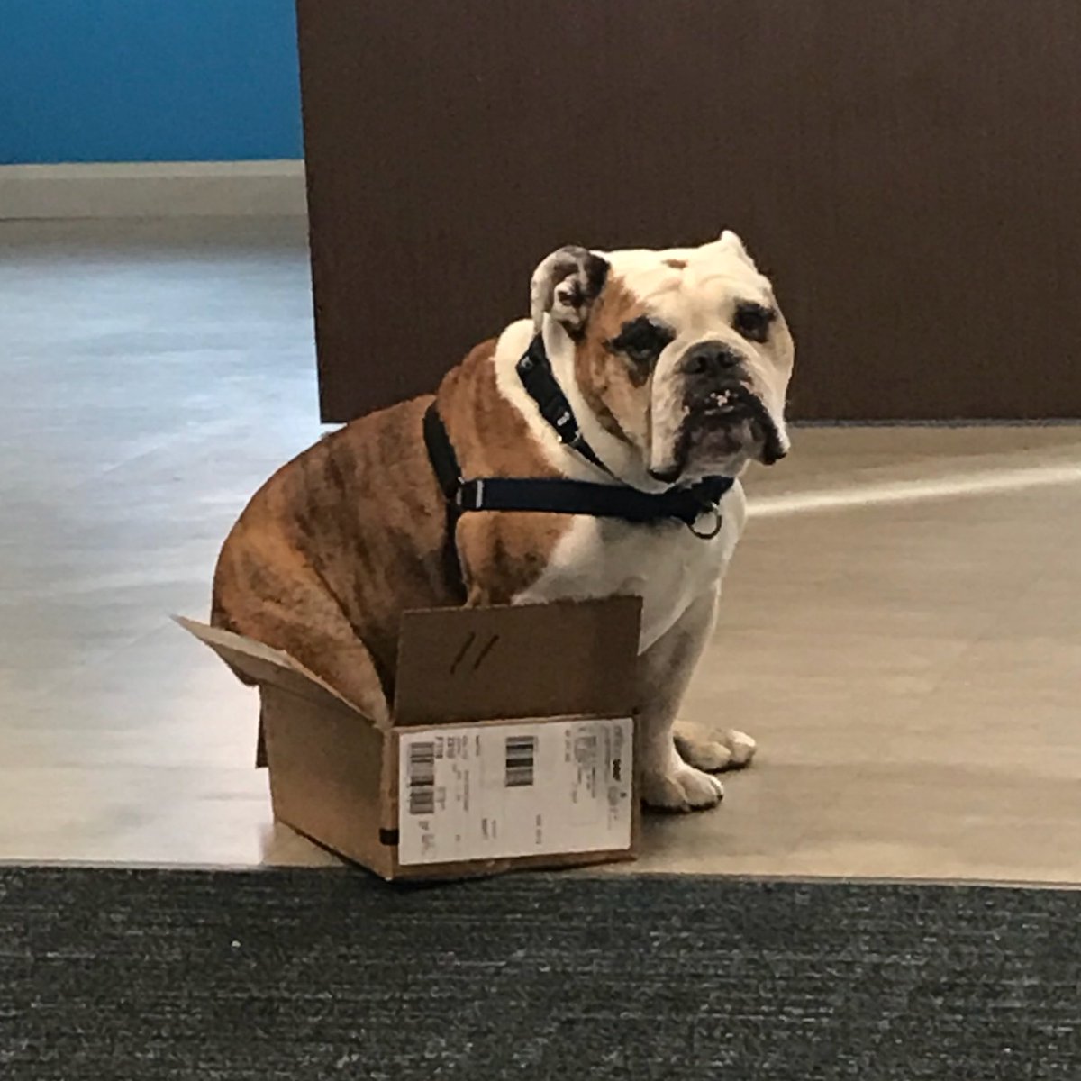 ButlerBlue3's tweet image. If I fits...I sits.