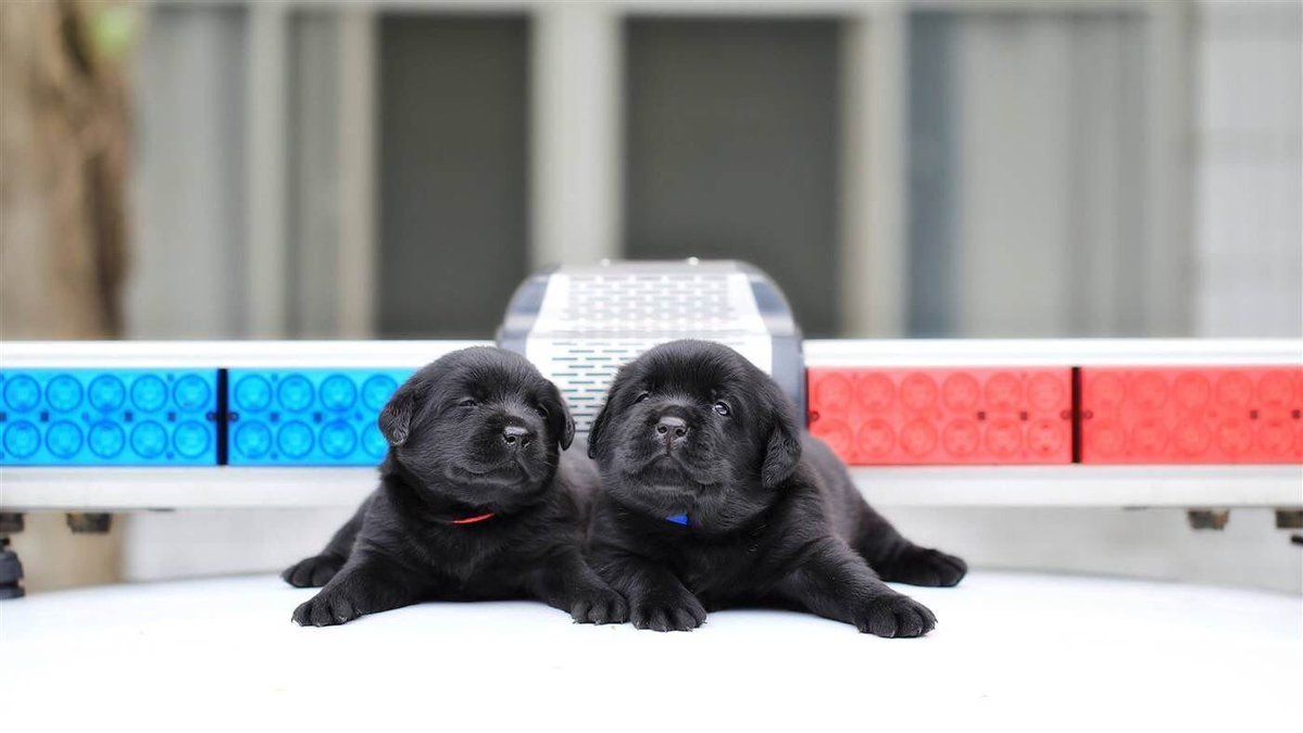 A police department did a photoshoot with their new puppy recruits, I'm in love 😍