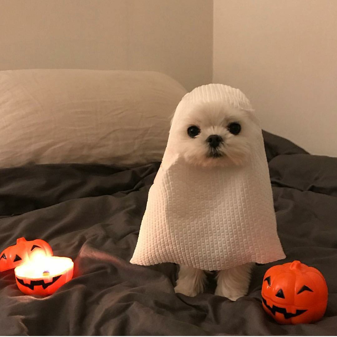 DogSolutions tweet picture