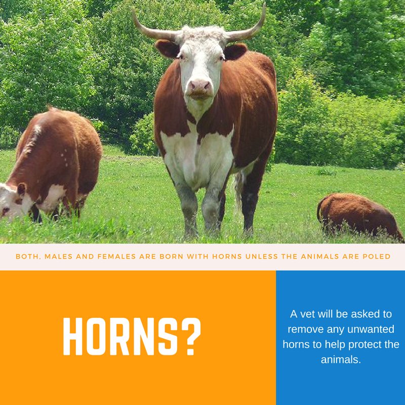 Kaegelhoff's tweet photo. Not having horns prevents serious injury to other animals in case of a fight. It prevents the animal from getting stuck. #MeatMatter #cao17 https://t.co/RownBdN1cJ