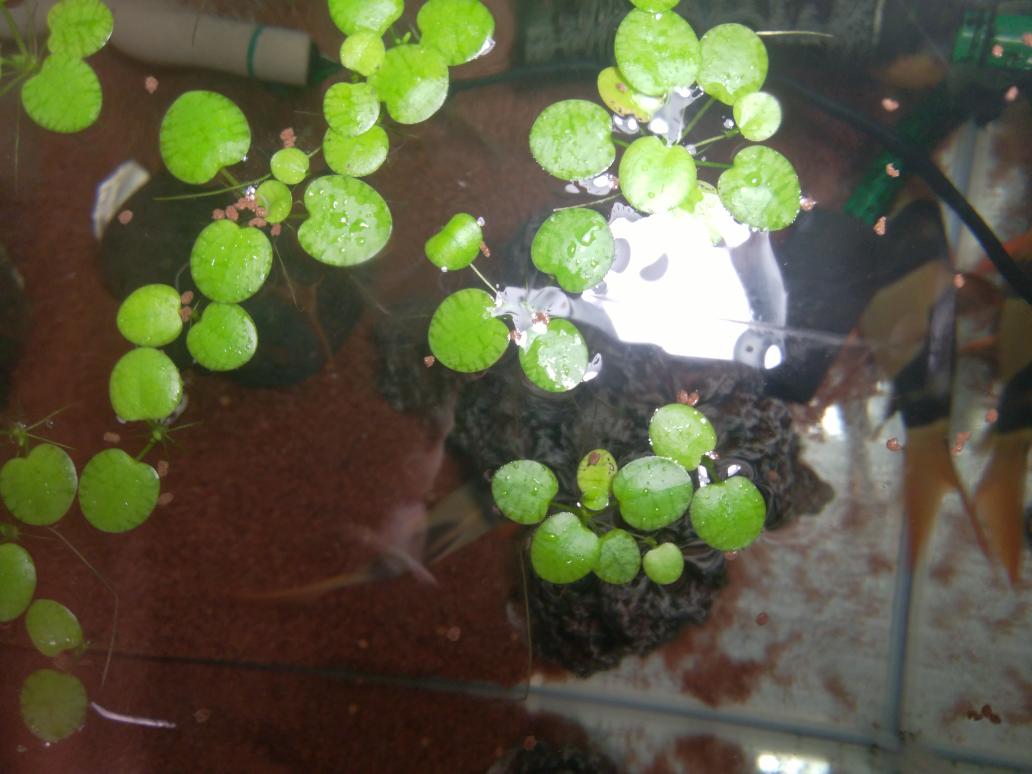 برچسب アマゾンフロッグビット در توییتر