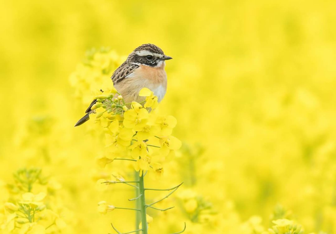 De winnaars vd #fotowedstrijd #grijsgroengelukkig zijn bekend! Bekijk ze allemaal: bit.ly/2zpJfs4 📸 Wies Vink