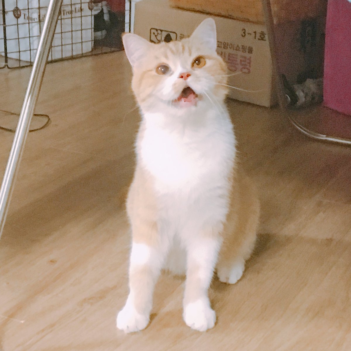 joongoo_cat's tweet photo. 멍멍이세요 https://t.co/gKNw5EnUvv