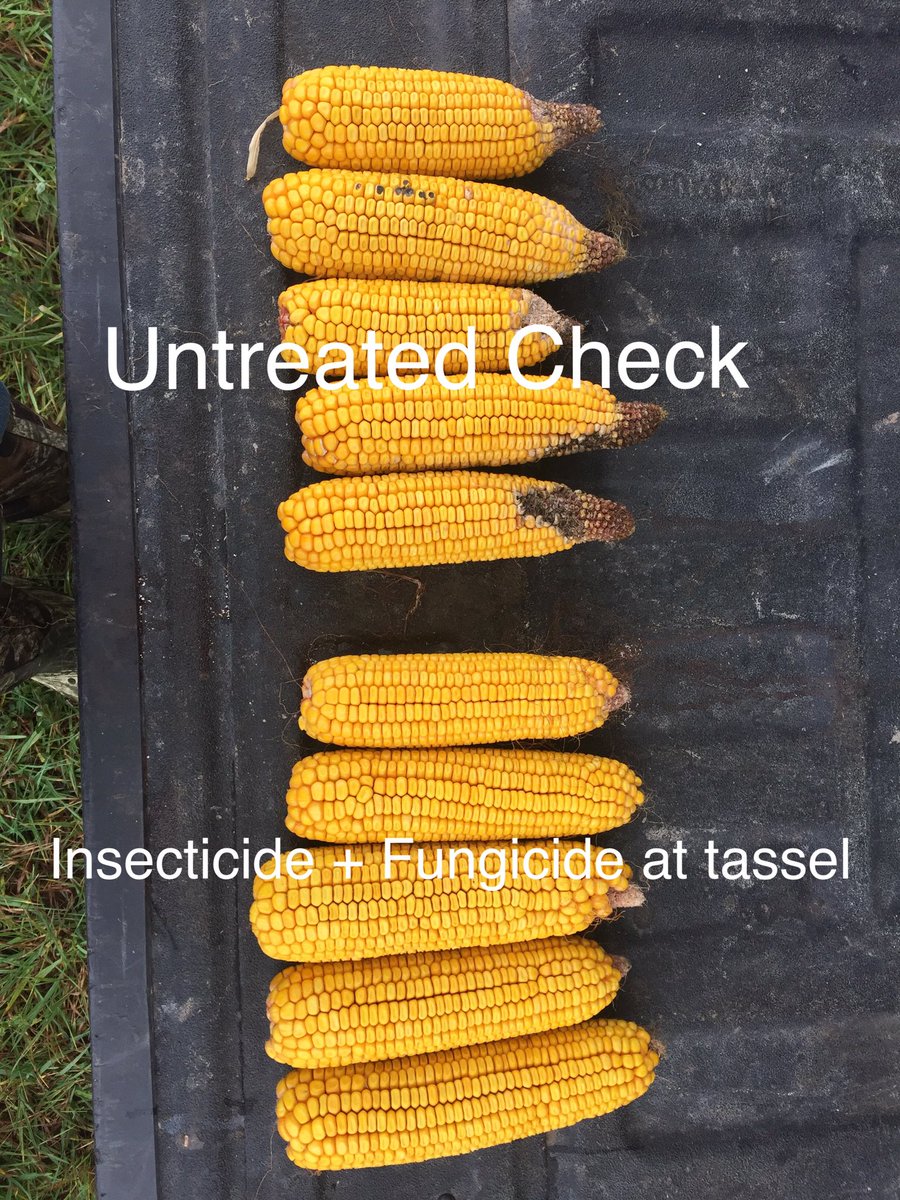 Very visual difference from this Mt Albert check strip on western bean cutworm damage