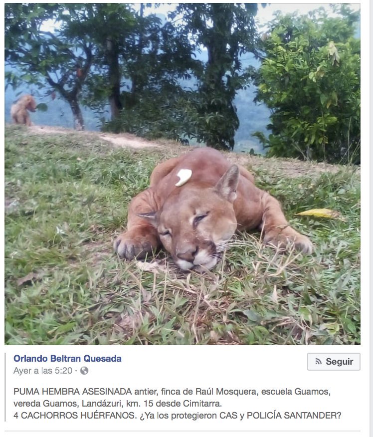Fwb_Hv's tweet photo. ¿Donde estan los cachorros de puma? @CAS_SANTANDER  @PoliciaStander @MinAmbienteCo @ASOCARS https://t.co/0FRMqlpYTe