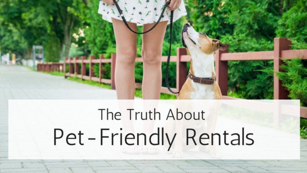 CareyFrankel's tweet photo. The Truth About #Pet Friendly #Rentals via @rentec #landlords #properymanager https://t.co/XZfGDklflE https://t.co/ItDDAe2RO7