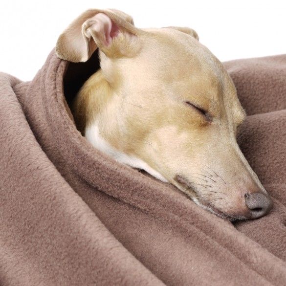 See your dog through autumn with these nine must-buy canine buys: bit.ly/2yRh5FY <a href="/barkarama/">Barkarama</a>