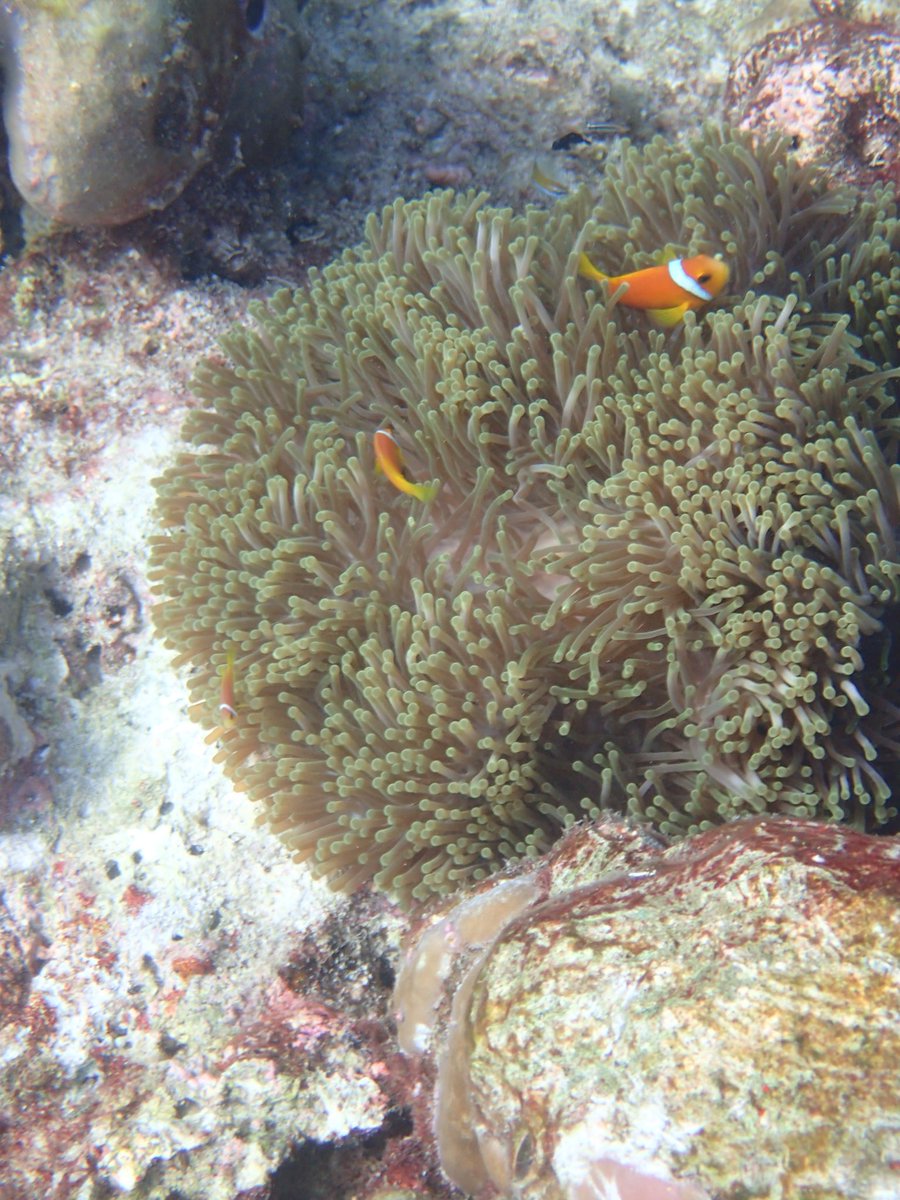リヲン V Tvittere 海の中 魚に食べられるクラゲ シャクシャクと音を立てて海藻を食べるブダイ 隠れるクマノミ 不気味な魚