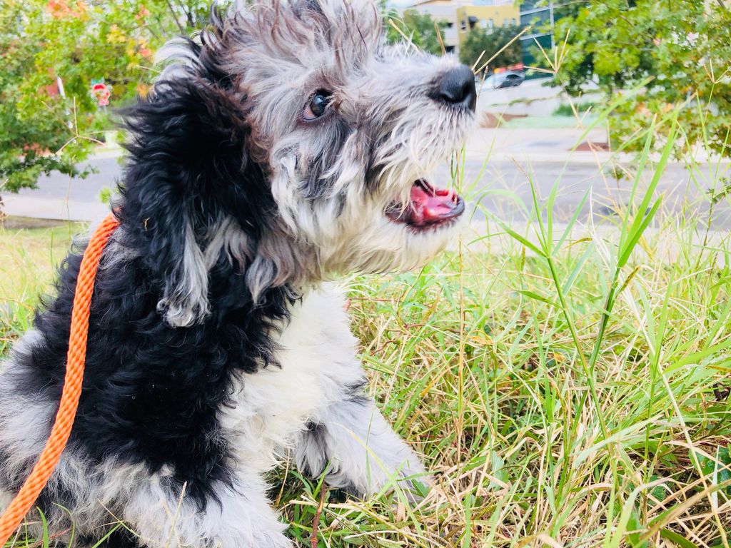 Austin Dog Butler tweet media