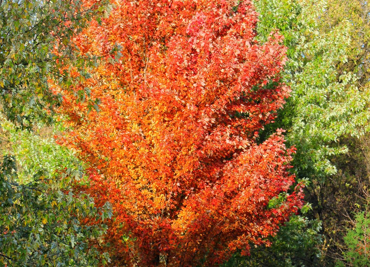 sahajaonline's tweet photo. No spring no summer beauty hath such grace as I have seen in one autumnal face. - John Donne #fall #Autumnleaves #meditation https://t.co/flALGbvwu1