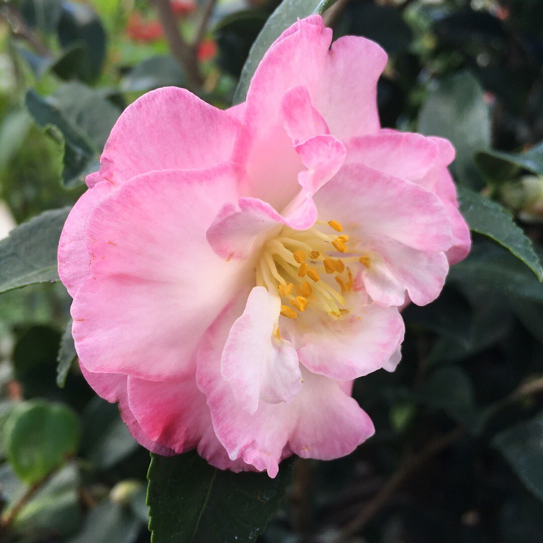 Buchanan�s Plants (buchanansplants) Twitter