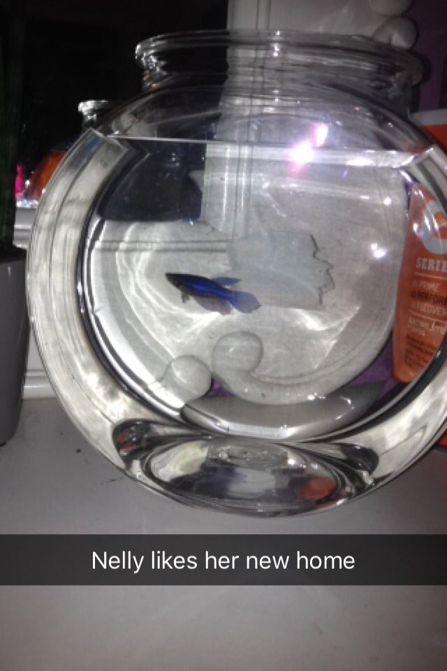 HAPPY BIRTHDAY TO EVERYONES FAV FISH. hope 2 treats you well nelly  they grow up so fast   