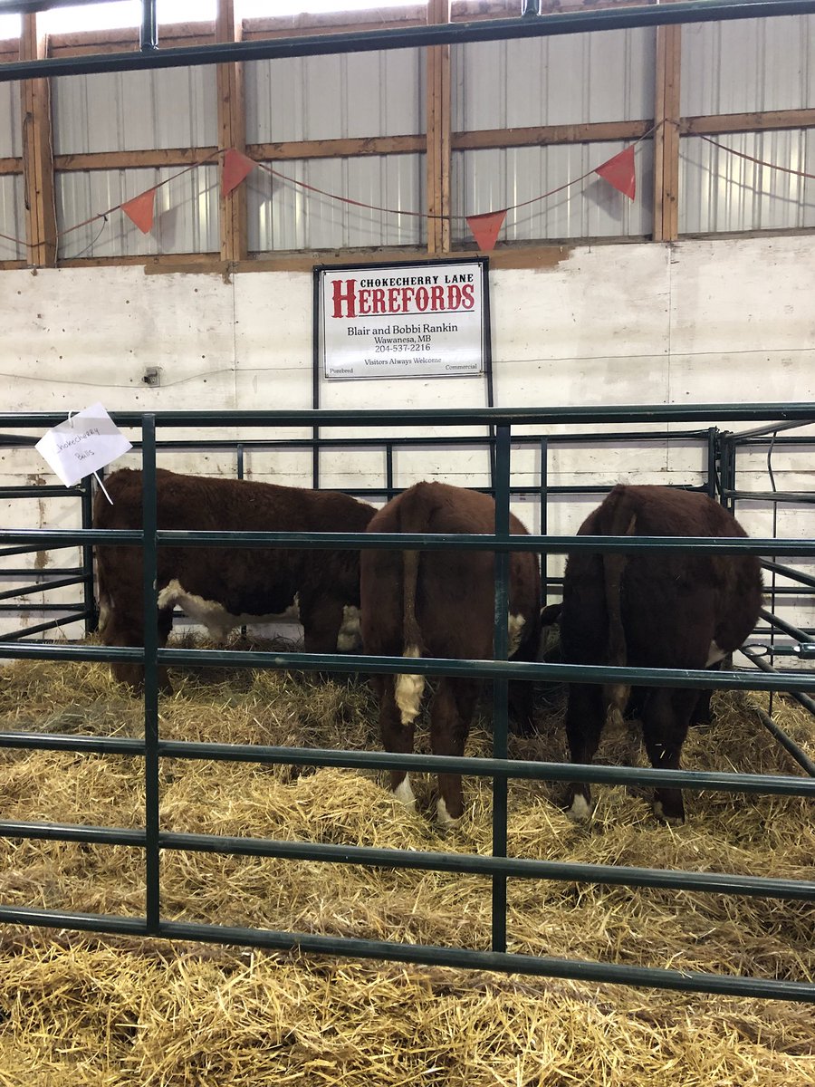 All set up at Harvest Showdown in Yorkton! #hereford <a href="/CAN_Hereford/">Canadian Hereford</a>