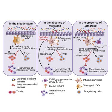 CellCellPress's tweet photo. A molecular produced by gut #microbiota hijacks autoreactive T cells to protect against intestinal #inflammation--> https://t.co/p1VYt9sqMO https://t.co/pzZGNN0noG