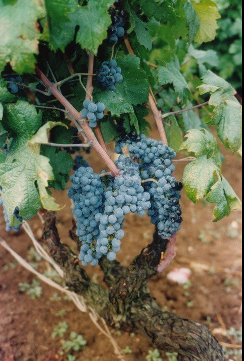 TwitItalianWine's tweet photo. #Primitivo. @FeudidiGuagnano Le nostre uve. https://t.co/wcj4akXcV3