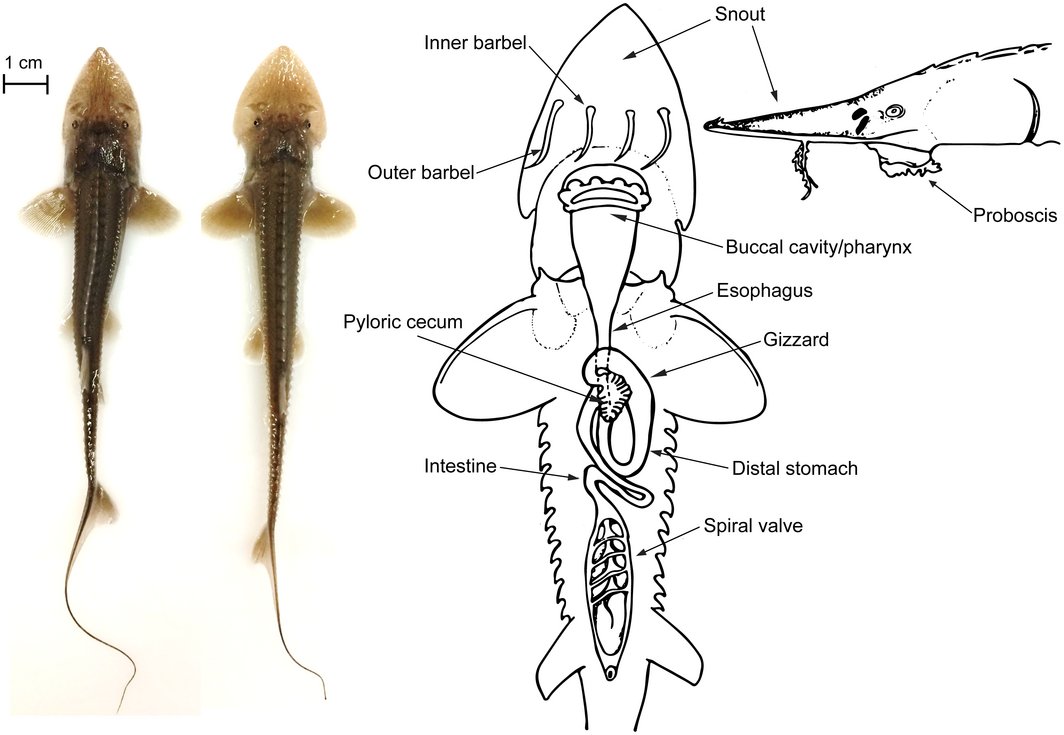 ESAEcosphere's tweet photo. #Physiology &amp; #morphology influence differing #success of #sturgeon #congeners. #niche #environmental #change

https://t.co/VkWhHs537b https://t.co/TMePwoqK2c