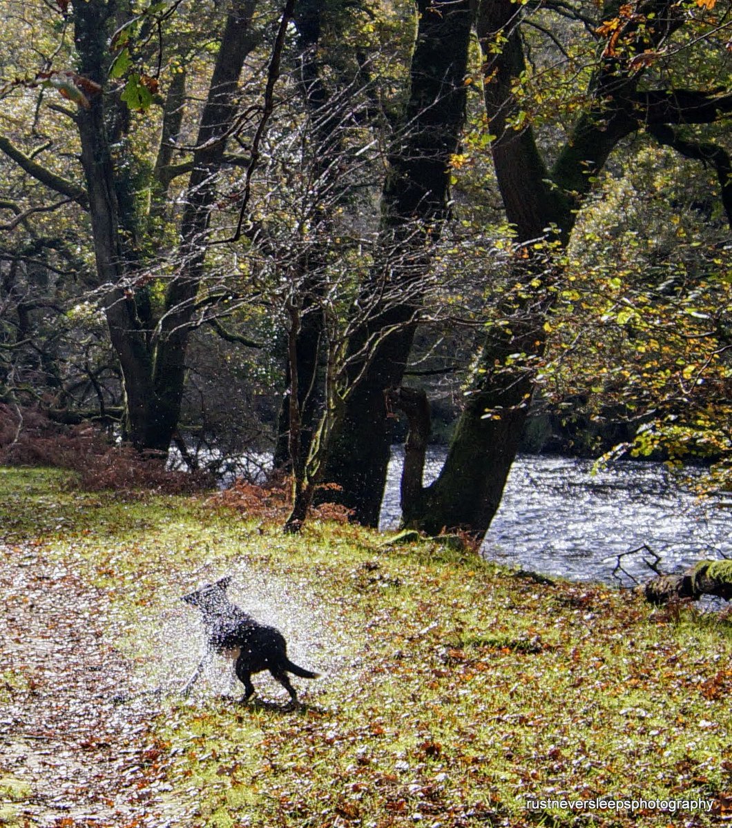 chirpychappy1's tweet photo. Shake it baby! #Dartmoor #DoubleWaters https://t.co/Y5q6KQOQOa