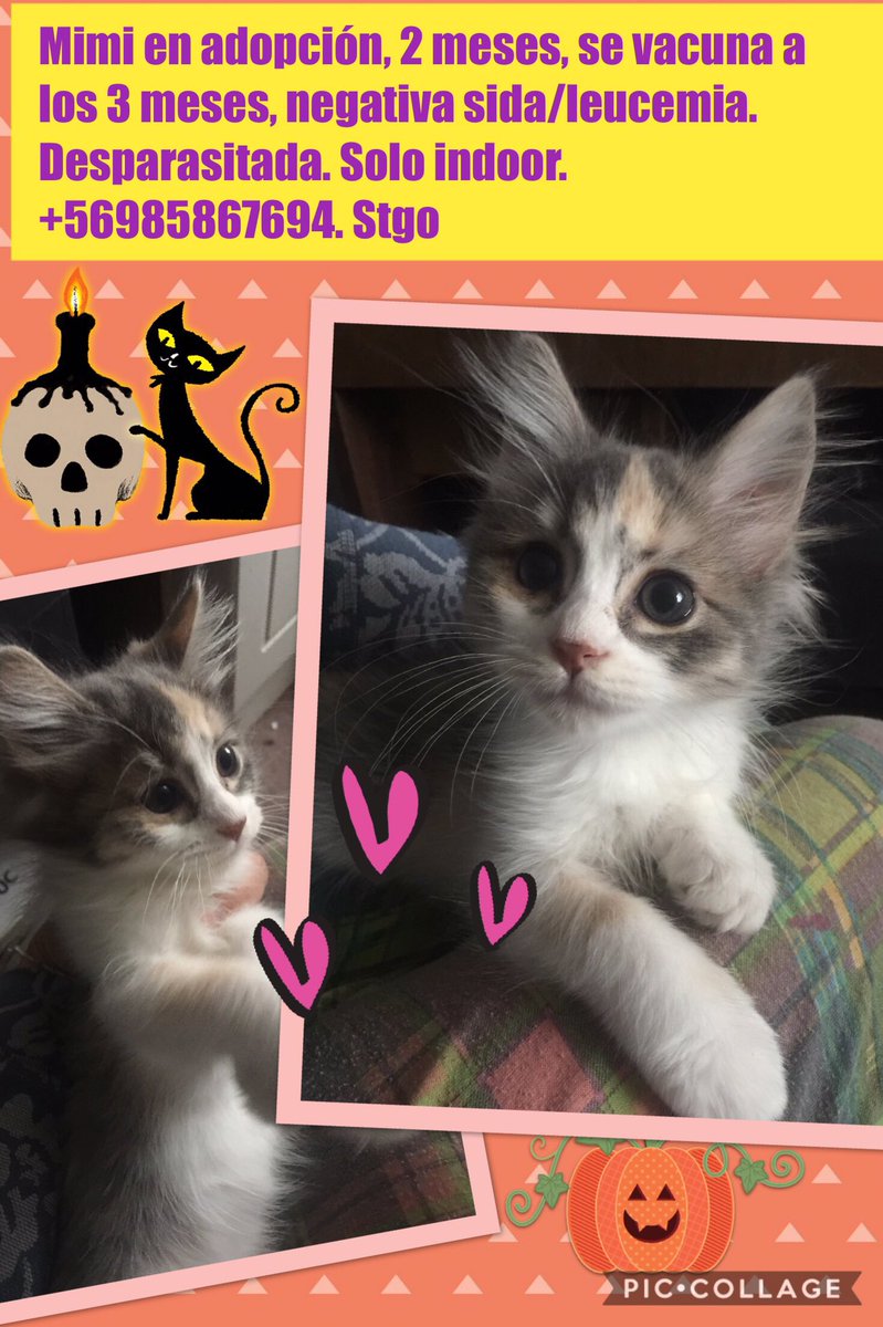 Gatita en adopción 2 meses. Ver datos en foto. Stgo <a href="/adoptaungato/">adopta un gato</a> <a href="/santiagoadopta/">@santiagoadopta</a> <a href="/MascotDFLCondes/">MascotadifLCondes.cl</a> <a href="/SOSMascotasChl/">SOSMascotasChile</a> @quieroungatocl XFA DF