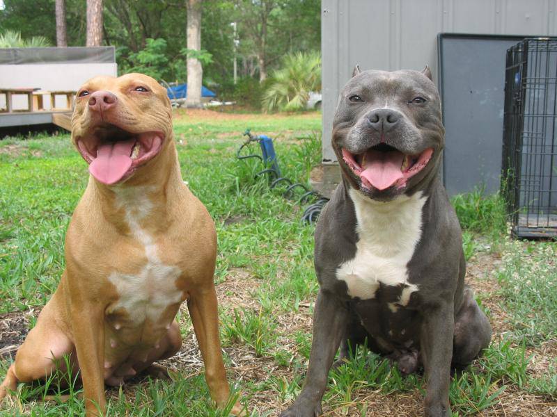 razor blue pit