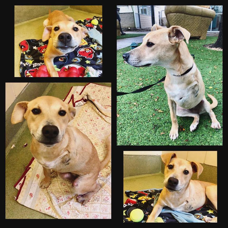 sahumane's tweet photo. This happy girl is a #tripod named Butterfly, adopt her at the SAHS! She's an 8 months old Shepherd mix. Thank you Amanda for the photos! https://t.co/kyPfjvQu6a