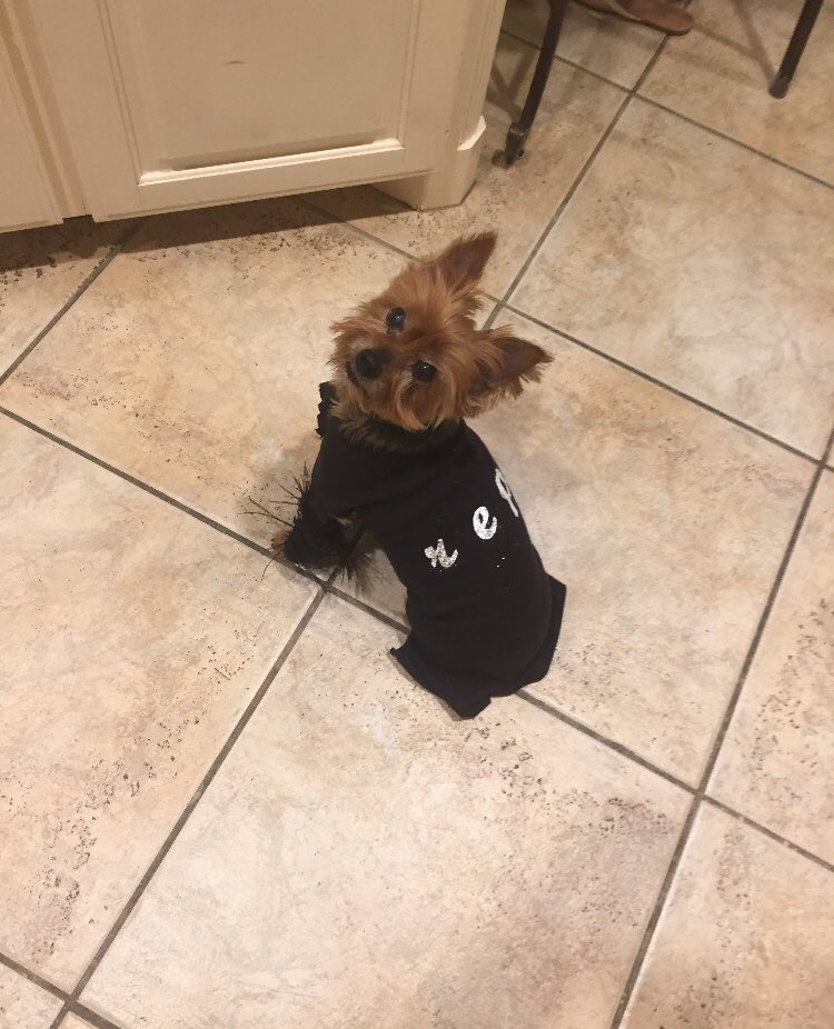 almostfuckingdo's tweet image. I handmade a costume of my dog! #LookWhatYouMadeMeBoo