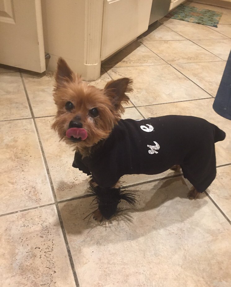 almostfuckingdo's tweet image. I handmade a costume of my dog! #LookWhatYouMadeMeBoo