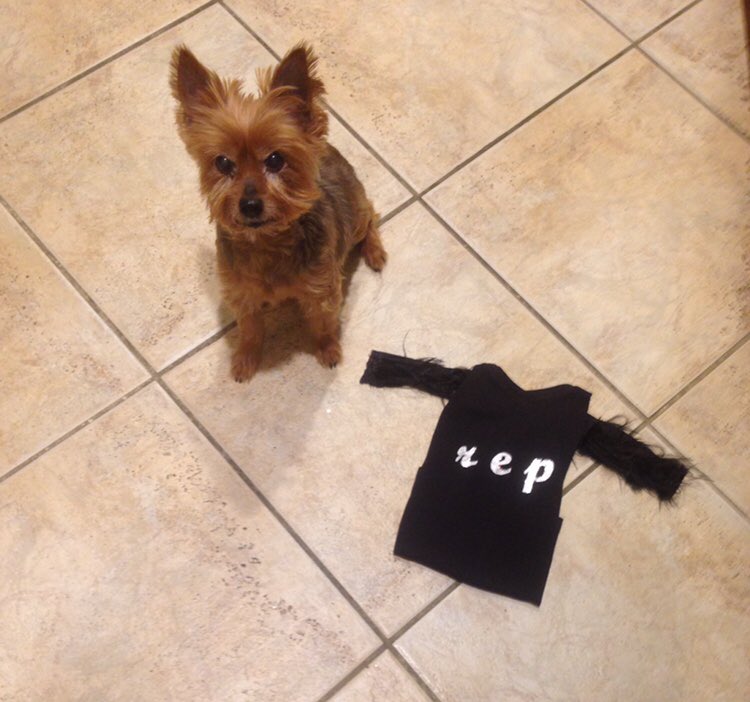 almostfuckingdo's tweet image. I handmade a costume of my dog! #LookWhatYouMadeMeBoo