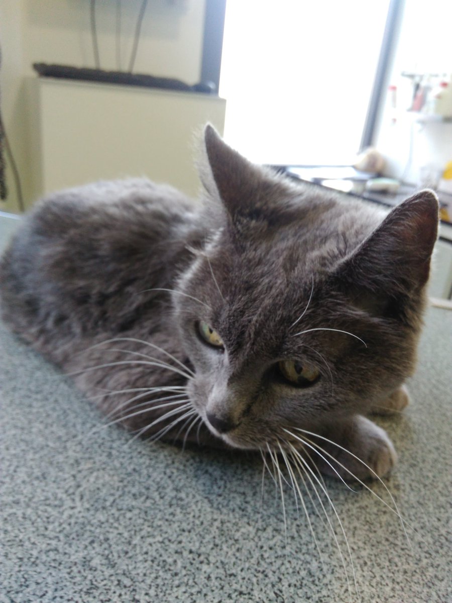 44LirzinP's tweet photo. #Amonami ma minette Zoé qui m'a quittée le 17 octobre à 17 ans https://t.co/jj8s29SH5j