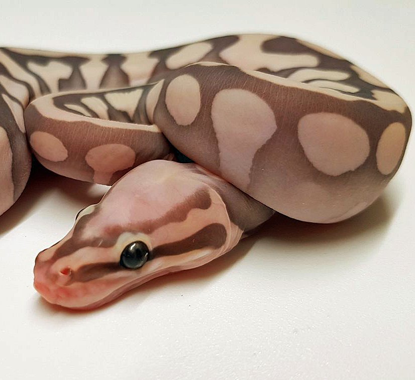 LivingArtReptil's tweet photo. Ciao, update pic Photo by Herman Van Hellem. #ballpython #snake #reptile #livingartreptiles #livingart #scalelesssnake #scalelessballpython https://t.co/bIULYb2JlZ