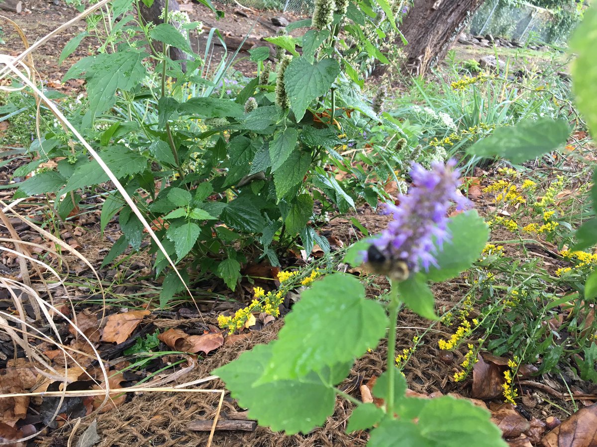 GoodHostPlants's tweet photo. Year two photos of 2,000 sq. ft. native hillside planting at Waldorf School of Philadelphia #NativePlants #waldorf https://t.co/Bqkmql4WzW