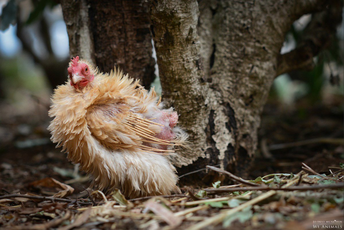 WeAnimals's tweet photo. Being vegan isn't about love for animals. It's about sparing creatures from suffering that they did nothing to deserve. #WorldVeganDay https://t.co/t2P8a3QJ2X