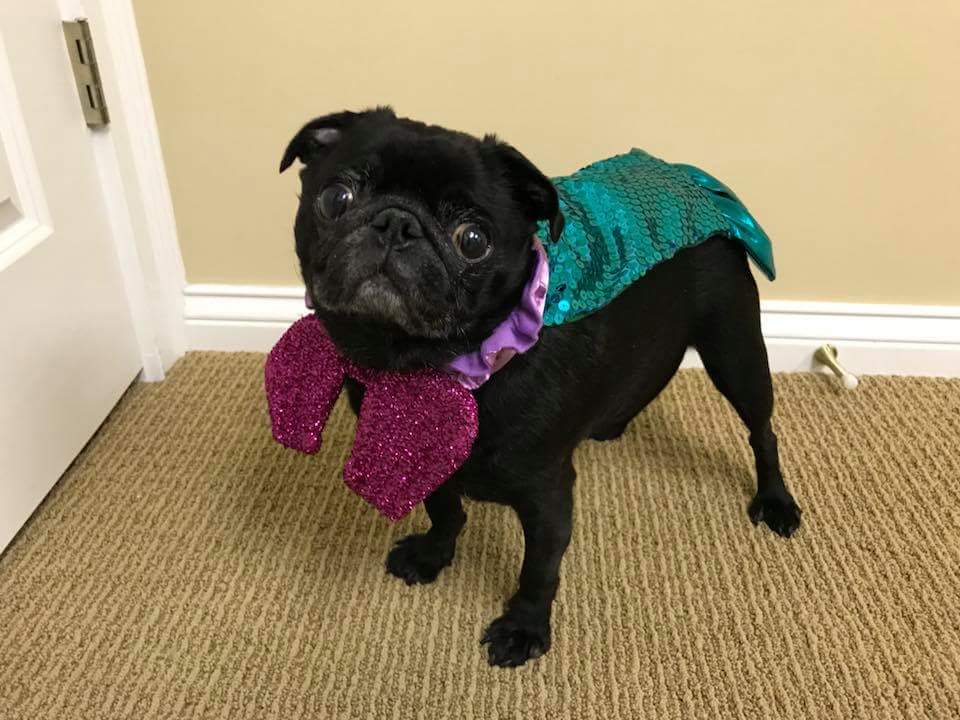 blackpugEllie's tweet photo. Me as a mermaid https://t.co/8DihywyNDK