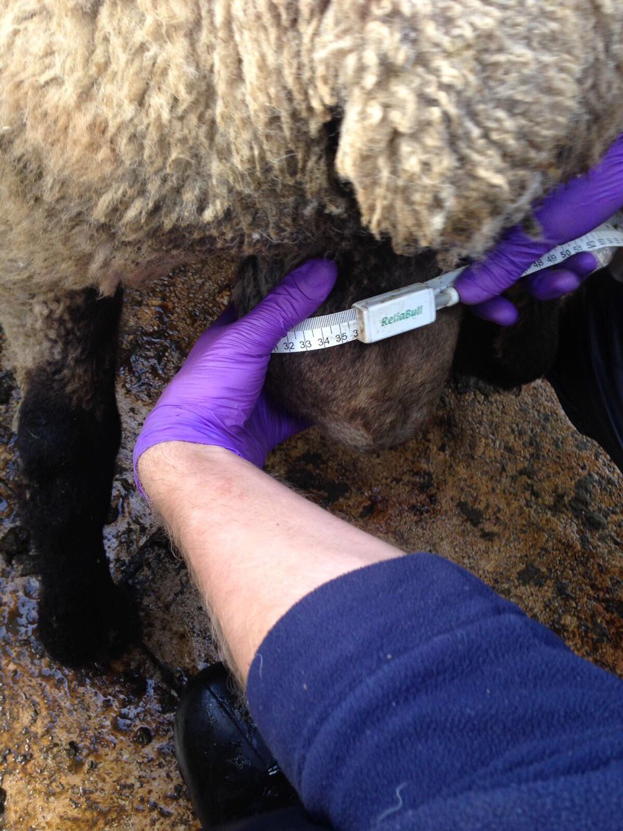 We've been out testing rams today! 6/26 rams MOT'd were semen tested because of physical abnormalities, 3 were infertile #motility=fertility