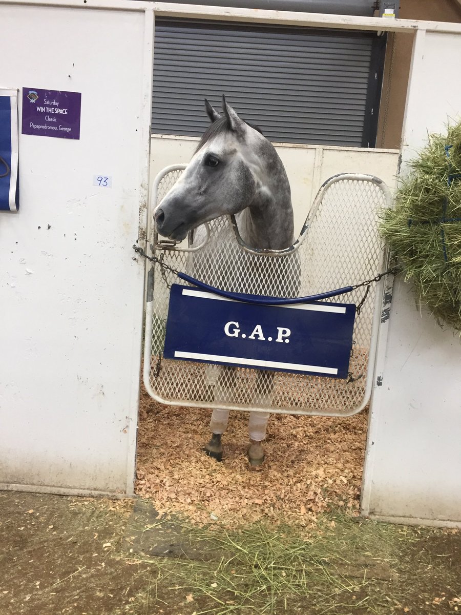 KFrnch's tweet photo. #WinTheSpace posing in his stall @DelMarRacing @BreedersCup #BC17 https://t.co/oLLp6ynceJ