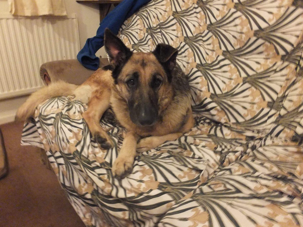 gsrescueelite's tweet photo. Beautiful Sweet Sasha who's mum passed away and was shutting down in kennels has gone in to foster in one of our best foster homes ❤🐾 https://t.co/53cdKXxvRZ