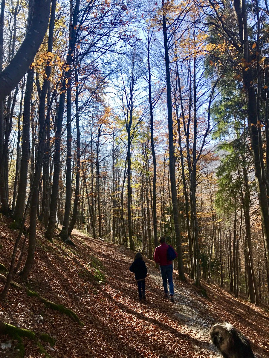 ilfiordicappero's tweet photo. #passeggiata #Excalibur a  #tonezza del Cimone. Per tutti!
#venetoforkids #visitveneto https://t.co/1zMpMDzxOO