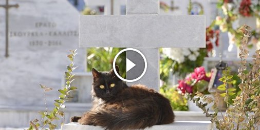 #Actu #Débile Ces chats veillent sur des tombes, la rumeur d'un Pacte avec le Diable se répand 😹 ☛ bit.ly/2im6mZQ